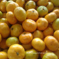 Golde Supplier of Sweet Baby Mandarin